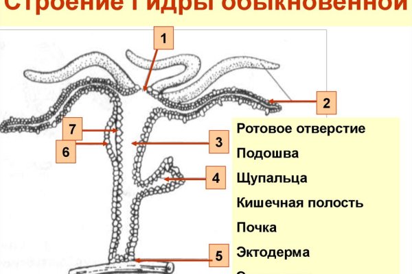 Домен кракена
